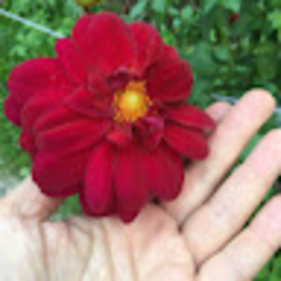 Meet your Posher, Samantha - Picture 1 of 1